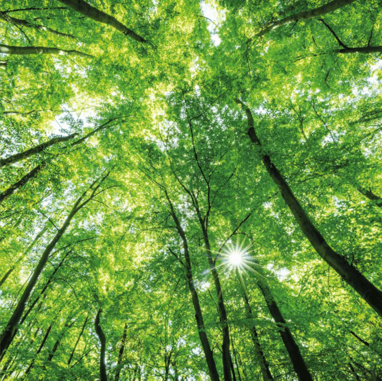 Forest canopy viewed from below with sunlight through green leaves, aspirational nature imagery